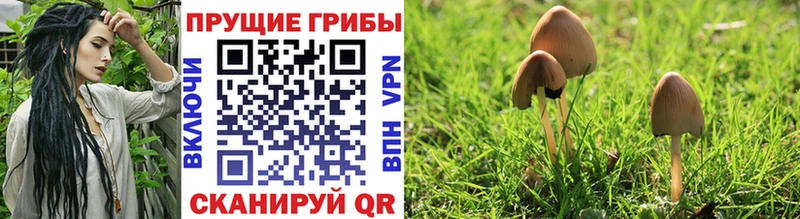 наркота  Приозерск  Псилоцибиновые грибы Cubensis 